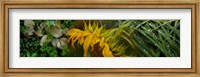 Close-up of leaves with yellow flower Fine Art Print