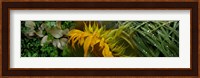 Close-up of leaves with yellow flower Fine Art Print