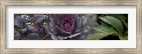 Close-up of leaves and ornamental cabbage with water droplets Fine Art Print