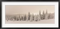 Snow covered trees on a hill, Feldberg, Black Forest, Baden-Wurttemberg, Germany Fine Art Print
