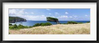 Bended trees on the bay, Bay Of Buggerru, Iglesiente, Sardinia, Italy Fine Art Print