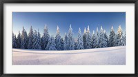 Snow covered trees on a landscape, Belchen Mountain, Black Forest, Baden-Wurttemberg, Germany Fine Art Print