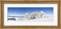 Snow covered trees, Schauinsland, Black Forest, Baden-Wurttemberg, Germany Fine Art Print