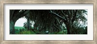 Trees at the Dark Hedges, Armoy, County Antrim, Northern Ireland Fine Art Print