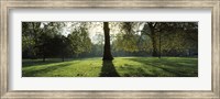 Trees in a park, St. James's Park, Westminster, London, England Fine Art Print