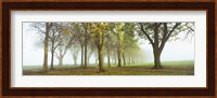 Trees in a park during fog, Wandsworth Park, Putney, London, England Fine Art Print