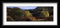 Trees on a mountain, Glen Carron, Highlands Region, Inverness-Shire, Scotland Fine Art Print