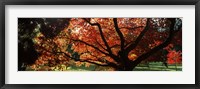 Acer tree in a garden, Thorp Perrow Arboretum, Bedale, North Yorkshire, England Fine Art Print