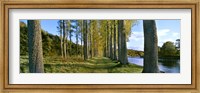 Poplar Treelined at the riverside, River Tweed, Maxton, Newtown St. Boswells, Scotland Fine Art Print
