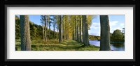 Poplar Treelined at the riverside, River Tweed, Maxton, Newtown St. Boswells, Scotland Fine Art Print