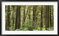 Trees in a forest, Quinault Rainforest, Olympic National Park, Washington State Fine Art Print