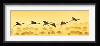 Flamingos landing, Kenya Fine Art Print