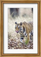 Bengal tiger (Panthera tigris tigris) in a forest, India Fine Art Print