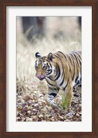 Bengal tiger (Panthera tigris tigris) in a forest, India Fine Art Print