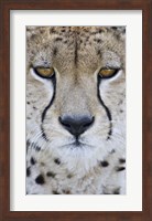 Close-up of a cheetah (Acinonyx jubatus), Tanzania Fine Art Print
