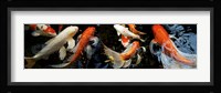 Koi Carp swimming underwater Fine Art Print