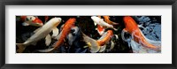 Koi Carp swimming underwater Fine Art Print