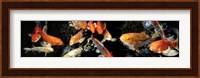 Koi Swimming Fine Art Print