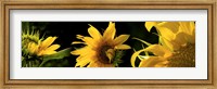 Sunflowers Fine Art Print