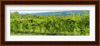 Grapevines in a vineyard, Finger Lakes, New York State, USA Fine Art Print