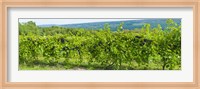 Grapevines in a vineyard, Finger Lakes, New York State, USA Fine Art Print