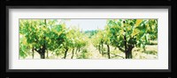 Close up of Vines, Napa Valley, California Fine Art Print