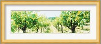 Close up of Vines, Napa Valley, California Fine Art Print