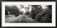 Railroad track, Napa Valley, California, USA Fine Art Print