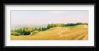 Vineyards in spring, Napa Valley, California Fine Art Print