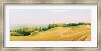 Vineyards in spring, Napa Valley, California Fine Art Print