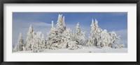 Frost and ice on trees in midwinter, Crater Lake National Park, Oregon, USA Fine Art Print
