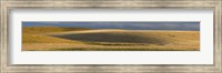 Wheat field, Palouse, Washington State, USA Fine Art Print