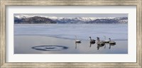 Whooper swans (Cygnus cygnus) on frozen lake, Lake Kussharo, Akan National Park, Hokkaido, Japan Fine Art Print