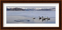 Whooper swans (Cygnus cygnus) on frozen lake, Lake Kussharo, Akan National Park, Hokkaido, Japan Fine Art Print