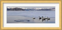 Whooper swans (Cygnus cygnus) on frozen lake, Lake Kussharo, Akan National Park, Hokkaido, Japan Fine Art Print