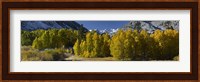 Quaking aspens (Populus tremuloides) in autumn, Californian Sierra Nevada, Bishop, California, USA Fine Art Print