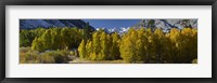 Quaking aspens (Populus tremuloides) in autumn, Californian Sierra Nevada, Bishop, California, USA Fine Art Print