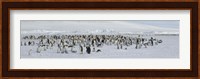 Emperor penguins (Aptenodytes forsteri) colony at snow covered landscape, Snow Hill Island, Antarctica Fine Art Print
