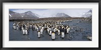 King penguins colony, St Andrews Bay, South Georgia Island Fine Art Print