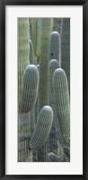 Saguaro cacti, Oro Valley, Arizona, USA Fine Art Print