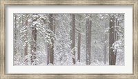 Snow covered Ponderosa Pine trees in a forest, Indian Ford, Oregon, USA Fine Art Print