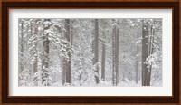 Snow covered Ponderosa Pine trees in a forest, Indian Ford, Oregon, USA Fine Art Print