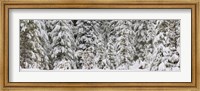 Snow covered pine trees, Deschutes National Forest, Oregon, USA Fine Art Print