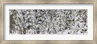 Snow covered pine trees, Deschutes National Forest, Oregon, USA Fine Art Print