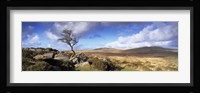Crooked tree at Feather Tor, Staple Tor, Dartmoor, Devon, England Fine Art Print
