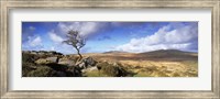 Crooked tree at Feather Tor, Staple Tor, Dartmoor, Devon, England Fine Art Print