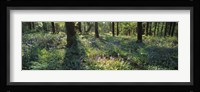 Bluebells growing in a forest, Exe Valley, Devon, England Fine Art Print