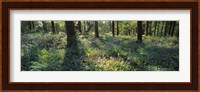 Bluebells growing in a forest, Exe Valley, Devon, England Fine Art Print