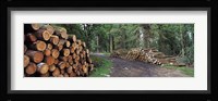 Stacks of logs in forest, Burrator Reservoir, Dartmoor, Devon, England Fine Art Print