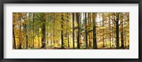 Trees in autumn, Hohenlohe, Baden-Wurttemberg, Germany Fine Art Print